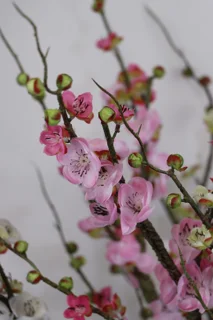 شکوفه ژاپنی