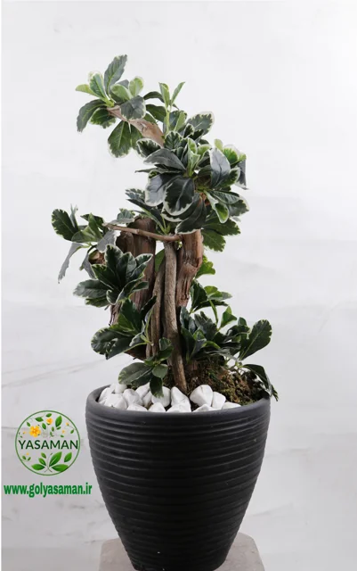 درختچه شفلرا ابلق مصنوعی