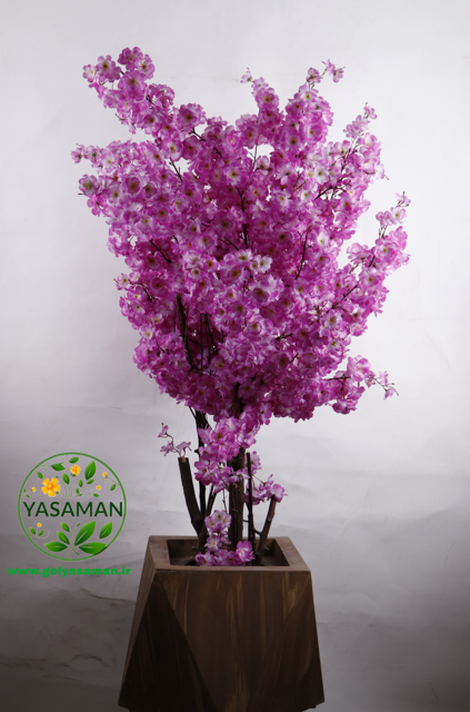 درختچه شکوفه ساکورا بنفش